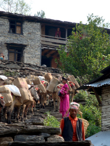 Voici venu le premier jour de l'année, mais aussi, notre dernier jour de marche ! C'est un peu triste de penser à quitter les montagnes, mais il nous tarde de voir Pokhara, découvrir les palais de Kathmandou et pour certains, encore (et encore) acheter des souvenirs ! Après un petit déjeuner sur la terrasse, nous entamons la dernière demi-journée de marche. La fatigue accumulée se fait sentir, les pas sont lourds, les pauses s'accumulent et il devient difficile de nous faire lever des terrasses, murets de villages et tout ce qui peut servir de siège ! Les gens sont habillées haut en couleurs, drapés d'habits traditionnels de fête. Ils ont presque tous une tache multiforme de couleur rouge au milieu de font. C'est pour bien commencer l'année! Tous sont encore plus souriants et amicaux que d'ordinaire. Les paysages que nous traversons sont aussi charmants, baignés de soleil. Nous comptons nos dernières montées, la dernière descente raide… Le chemin se transforme aussi, petit à petit, il devient caillouteux jusqu'au gravier fin. Il parait moins bien entretenu comparé aux dallages d'ardoises. Il finit en larges allées de terre battue. On se croirait sur un boulevard ! Les paysages changent également : on quitte peu à peu la culture de riz pour le maïs au bord de la rivière et les arbres, relativement peu nombreux, redeviennent moins typiques de l'Asie tropicale. A mesure que nous redescendons vers la « plaine », la chaleur se fait étouffante. Nous marchons enfin le long de la large berge de la rivière quand on aperçoit tout à coup après un virage…un bulldozer! Et d'autres engins de chantier, et des motos garées au bord de la rivière ! Quel spectacle édifiant après dix jours dans la nature, loin de la civilisation. On n'aurait pas fait pire. En un instant, j'ai à l'idée l'image des montagnards de villages reculés qui n'auraient jamais vu la ville, tombant nez à nez avec ces monstres ! Nous remontons pour découvrir une rue grouillante de monde, des autos partout, des klaxons, l'odeur de friture… une bourgade animée quoi ! La randonnée est bel et bien finie ! Nous nous arrêtons à des tables pour le repas de midi. Il y a là une multitude de randonneurs, de vendeurs en tout genre, des mouches, des abeilles qui butinent nos boissons. On les croirait contaminées par le stress de la ville. La chaleur est insupportable. Une fois le repas terminé, nous remontons jusqu'à la route à travers une rue animée comme un jour de marché. Arrivés au bus, certains d'entre nous montons sur le toit avec les bagages, les porteurs et les assistants. De là-haut, on mesure bien les irrégularités de la route de montagne. Accrochés aux sacs, on est assez mal à l'aise dans les virages, et le car tangue à chaque fois qu'il croise un autre véhicule. J'avais perdu l'habitude des rudes secousses, on est sans cesse ballotté et le vent nous balaie le visage… Un porteur à qui j'avais appris à rouler les cigarettes il y a quelques jours m'en offre une. C'est peu commode de fumer dans ces conditions ! D'ici, on profite pourtant pleinement du panorama. On distingue des villages sur les flancs de montagnes, semblables à ceux que nous avons traversés. Certains porteurs en pointent du doigt. Ce sont leurs villages ! Nous arrivons enfin en ville, retrouvant l'odeur nauséabonde de la pollution et la vie grouillante de Pokhara, relativement moderne. C'est la ville au pied des Annapurnas (d'où on peut voir le sommet du Machapuchare par beau temps). Nous y resterons la soirée avant de repartir pour découvrir Kathmandou, la ville comptant presque autant de lieux spirituels que d'habitations ! Mais c'est une autre aventure… dans un tout autre monde. De retour en France, je suis retourné à la réalité, chacun des membres du groupe a repris sa vie quotidienne. Notre guide est parti sur les flancs d'autres montagnes de l'Himalaya avec d'autres groupes, ses assistants aussi. Si ce n'est pour une expédition similaire, ils se recroiseront certainement dans un de ces villages. Les porteurs s'en sont retournés aux champs, à l'université ou à continuer de transporter des lourdes charges sur les étroits sentiers au bord du vide, accompagnés de mes braves chaussures. Je me remémore le Népal comme hors du temps, tiré d'un rêve, jusqu'au jour où je suis resté dormir chez un ami, de façon improvisée. Il m'a sorti un sac de couchage qui me parut brusquement bien familier… c'était celui-là qui avait fidèlement réchauffé mes nuits pendant ce périple. Quelle joie de le retrouver et de m'endormir dedans, comme de retour tout là haut !
