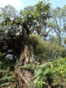 Au matin, notre guide nous réveille au lever du soleil pour admirer la chaîne des Annapurnas sortie des nuages. Les sommets sont dans le lointain, mais leur immensité est sidérante, on en discerne la beauté des traits peints par le soleil sur la roche. Tous sont sans voix devant ce spectacle grandiose car s'en rapprocher le plus possible représente le but de notre randonnée. Pendant la nuit, j'ai été pris de nausées et me suis levé plusieurs fois. Et j'ai apparemment ronflé entre-temps ! Mon colocataire de chambre, Jean-Claude, est très mécontent de mon agitation, ce qui est préoccupant pour quelqu'un de calme et jovial. J'ai dû boire de l'eau courante la veille, ça me rappelle que je suis occidental et pas accoutumé au pays. Les enfants de la famille qui tient la lodge essayent de m'apprendre quelques rudiments de népalais : « Namasté » (bonjour/au revoir), « Daniabat » (merci)… Nous partons trop vite et quittons ainsi les cultures en étages pour nous enfoncer dans une forêt clairsemée. Elle est composée en majorité de rhododendrons. Les petites pousses sont rectilignes, les feuilles rappellent le laurier mais en plus allongées. Les vieux arbres ont des branches aux courbures envoûtantes. Leur tronc est recouvert d'une mousse qui ressemble à une fourrure pendant des branches. Leurs fleurs sont rouges mais malgré la saison, elles sont rares, sauf à la cime des arbres. Dans cette forêt d'aspect typiquement asiatique, il y a peu d'autres variétés de plantes, à part des mousses sur les pierres, des fougères et quelques petites fleurs et parfois quelques orchidées nichées sur les branches de rhododendron. Cette forêt ancestrale ne laisse que très peu passer de lumière. Elle a une allure surnaturelle, harmonieuse, mais torturée aussi. On devine les cicatrices d'un pays à l'histoire mouvementée. Nos chemins, en zone forestière ou dégagée, toujours au bord du précipice, sont pavés d'ardoises luisant au soleil. On les croirait recouvertes de nacre ou argentées. Notre procession sur les pentes de la montagne remonte la vallée, traversant des cours pavées de maisons qui servent souvent d'épicerie. Les enfants des villages sont toujours polis et saluent les passants, les parents sont plus distants avec les étrangers car occupés aux tâches quotidiennes qui, il est vrai, les accaparent beaucoup. Nous nous arrêtons en milieu de matinée pour prendre un thé et quelques fruits secs. Des villageois étalent des bijoux et des objets tibétains sur un drap au soleil. Et après le repas de midi, nous devons repartir rapidement car le ciel se couvre de nuages et la pluie menace, nous poussant toujours en avant. Nous n'aurons pas vraiment vu les sommets, mais j'espère dépasser la couche nuageuse, ces prochains jours. Le chemin sort de la forêt, on retrouve les zones de culture. Notre itinéraire descend au creux de la vallée, croisant des villageois et quelques randonneurs de toutes nationalités, à travers des villages de terrasses pavées, de maisons aux toits en ardoises. Des cahutes pour animaux sont faits de murs de bois ou de bambou avec des toits en chaume. Pour franchir la rivière, on doit traverser un pont de bois suspendu d'une dizaine de mètres de long. Les sujets au vertige sont mal à l'aise car ça remue et rappelle les films d'aventures dans la jungle. Les autres s'en amusent ! On remonte sur l'autre versant pour atteindre notre étape du soir. Le village, Landruk, comme toujours, s'étale sur la pente de la montagne. Après une bière sur la terrasse de la lodge avec Stéphane, un membre discret du groupe de mon âge, je pars explorer le village. Un chemin serpente entre les maisons dont les larges terrasses sont des endroits de rencontres : ici, on joue à une sorte de billard où il faut pousser un palet avec les doigts ; là, est installé un « Communication Center » avec un téléphone portable fiché dans un bâton de bambou. A côté, il y a une cahute abritant quatre ordinateurs dont deux avec des écrans plats ! Notre seconde lodge ressemble à la première : deux bâtiments formant un angle droit donnant sur une large terrasse pavée surplombant le vide. Nos chambres (une pour deux) sont à l'étage. Le réfectoire où nous dînons est vitré. Des coupures d'électricité interrompent notre repas… Mais en allumant des bougies, l'ambiance est plus chaleureuse, je plains le quotidien des népalais pour qui c'est chose courante, en ville comme à la montagne. Il y a pourtant de l'eau chaude, alimentée par les panneaux solaires, ce qui est rare. Après le repas, nos porteurs mettent de la musique (moderne) aux sonorités indiennes et se mettent à danser. Certains de notre groupe les rejoignent mais la fête ne durera pas très longtemps. Les tenanciers de la lodge sont apparemment couchés sauf la jeune fille qui a l'air de bien connaître les assistants de notre guide (eux, connaissent tous les jeunes des villages avoisinants, à commencer par les filles). Plus tard, tous les jeunes du village sillonnent les ruelles en tapant sur des casseroles, cymbales de fortune et tout ce qui peut faire du tintamarre. Un des porteurs me confie que c'est une coutume pour chasser les fantômes (les mauvais esprits). Les habitants de la lodge se relèvent et se joignent à eux. La procession (animiste ?) poursuit son chemin et on n'entend maintenant plus que quelques chiens dans la nuit apaisée.