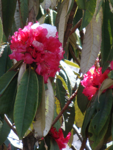 Au réveil, il fait très beau. Personne parmi nous n'est pourtant vraiment surpris. Pendant la nuit, nous avions tous intimement et secrètement cru en l'étoile bienfaitrice. Jean-Claude, lui, le savait depuis la veille, il dit modestement avoir de la chance… Nous sommes tellement près d'accéder à notre destination que renoncer ici aurait été inimaginable pour la majorité du groupe. A la prochaine étape, nous serons à notre plus haute lodge, au camp de base du Machapuchare. Ce jour est la traversée du Sanctuaire. Nous rencontrons quelques bosquets de rhododendrons aux fleurs maintenant roses, encore givrées. Il y a là quelques bambous, mais ils se font rares ce matin. Brusquement, le paysage change, une vaste prairie d'herbes hautes recouvre le fond de la haute vallée. Quelques majestueux rhododendrons épars sont fichés dans l'herbe, tel des épouvantails paisibles. Il y a aussi quelques petites fleurs bleues entre les plantes. Les coccinelles nous accompagnent encore joyeusement. Le soleil peine à réchauffer l'endroit et les montagnes qui nous entourent montent désormais à pic jusqu'à des altitudes vertigineuses. Leur moitié supérieure est enneigée, embellissant encore le tableau. Des randonneurs de tous pays sont aussi là sur l'étroit chemin. Nous en avons déjà croisé certains un peu plus bas. Pas de doute, nous sommes dans le sanctuaire. Des falaises de roche surplombent cette large vallée qui se resserre petit à petit et les majestueuses montagnes sont enfin clairement visibles, un peu plus haut… toujours aussi hautes et aussi inaccessibles, à mesure que l'on s'en rapproche. Nous avons la consigne de beaucoup boire et de manger du sucré (des fruits secs et des barres chocolatées) pour ne pas ressentir le mal de l'altitude. Ce qui serait désagréable dans cette éventualité, c'est de devoir faire demi-tourà la moindre alerte ! Le restaurant du midi est perché sur le col. Visible de très loin en aval tel un poste de gué. Une fois le déjeuner englouti, nous devons vite repartir. Des nuages ont subitement apparu, glissant sur la roche des montagnes, ils envahissent rapidement la vallée en contrebas. Ils la remplissent comme une cuvette et remontent vers nous. La pluie s'annonce avec… Nous reprenons sur un haut plateau, le long du ruisseau où avec quelques amas de pierre des visiteurs ont constitué des autels. Une pluie fine se met à tomber qui se transforme bientôt en grêle-neige. La température (quand-même agréable au matin) redescend maintenant autour de zéro. La progression se fait à pas réguliers mais lentement, l'altitude nous essouffle vite si nous forçons le pas. Les buissons d'herbes sont de plus en plus petits. On ne voit qu'à intermittences à travers les flocons qui dansent un ballet dans la vallée. Nous évoluons entre des bosquets de bambous qui bordent le chemin puis retrouvons brusquement des petites clairières de prairie sans vraiment comprendre l'enchaînement des différents environnements. Bien plus que les jours précédents, je suis habité d'un étonnement pour le spectacle que la nature a mis en scène pour chacun de nos pas. Sans visibilité, les éléments guident notre chemin tandis que la neige recouvre petit à petit la boue. Nous traversons ainsi d'innombrables ruisseaux. La progression se complique à cause de nos pas sur des appuis maladroits. La marche devient plus pénible mais notre motivation de progresser est intacte. Le groupe s'était disloqué avec l'arrivée de la neige. Jean-Claude, excité comme un enfant, a précédé mon détachement. Nous n'attendrons pas les autres. La montée se termine sur un terrain dégagé entièrement blanc. La neige s'arrête de tomber et le calme nous envahit. Nous avons atteint le camp de base du Machapuchare. Il se trouve à 3750m d'altitude. La température est très basse et l'endroit est désert. Les membres du groupe arrivent petit à petit, fatigués. Chacun est heureux d'arriver, d'autant que le paysage de haute montagne se révèle fascinant. Les nuages découvrent tour à tour les sommets qui nous surplombent. Après avoir admiré ce paysage surréaliste, nous nous réfugions dans la lodge qui est d'un confort très sommaire : il n'y a ni eau chaude ni électricité… un vrai refuge, en somme. Le poële à kérozène est allumé sous la table (garnie d'une longue nappe de feutre) et tous se placent autour pour se réchauffer : notre groupe, les guides et les porteurs. La pièce commune abrite déjà un couple de franco-écossais qui vit en Inde du nord avec leurs trois jeunes enfants. La nuit venue, les étoiles sont très brillantes dans le ciel dégagé, on pourrait presque les toucher du doigt. Pas grand monde ne dormira cette nuit. Nous sommes trop excités à l'idée de toucher les sommets… demain matin.