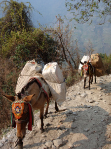 Au matin, je suis rétabli. Une bonne nuit de sommeil aidant ! Il fait beau et nous prenons le petit déjeuner sur la terrasse car un groupe d'australiens occupe la salle commune, c'est un plaisir de la leur laisser ! La route que nous prenons ensuite bifurque de l'itinéraire que nos avions pris jusqu'à présent. C'est maintenant une route très peu fréquentée. Les villageois que nous rencontrons sont, de fait, peu habitués à la présence d'étrangers. Notre progression croise des caravanes de mulets qui transportent des sacs de riz et des bonbonnes de gaz. Leurs chargements sont lourds et c'est quelque peu rassurant de voir enfin des bêtes faire le travail de porteur ! Il est vrai que les chemins, moins escarpés, ressemblent à des sentiers de terre avec quelques pierres ici et là, Pour nous, fini les durs escaliers pavés d'ardoises luisantes au soleil ! Les paysages changent, il n'y a plus de bambous, moins de rhododendrons, mais ils regorgent de fleurs. Nous sentons la fatigue accumulée des derniers jours. Notre rythme ralentit dans les montées (même si elles sont moins nombreuses et moins abruptes) et nous avons tendance à nous éterniser durant les pauses où nous buvons désormais plus de boissons gazeuses sucrées que notre thé habituel (ce qui n'est évidemment pas l'idéal pour le commerce local). Certains d'entre nous s'essayent à jouer avec les enfants des villages aux jeux locaux. Après le repas, notre guide Anup nous annonce la dernière grande descente dans le fond de la vallée et la dernière montée de notre randonnée. C'est un peu triste, ça sonne l'approche de la fin de la randonnée. C'est également le dernier jour de l'année sur le calendrier népalais. En bas, arrivés à la rivière, nous traversons un nouveau pont suspendu en fer (ce qui nous change des troncs surmontés de quelques pierres bancales) et entamons une rude montée sur le versant d'en face, menant au village de notre dernière lodge. Le village, Gandrung, est magnifique. Il est très grand comparé aux précédents. De nombreux bovins sont là, des légumes poussent juste derrière les maisons, des femmes battent le grain dans les cours et les épis sèchent aux balcons des étages de maisons. La majorité des maisons ressemblent à ce qui nous a servi de lodge ces derniers jours, on retrouve ici leur utilité originelle de grenier et il y a d'innombrables ruelles. On trouve aussi un musée d'outils agricoles (ce qui montre que ce village est une sorte d'éco-musée pour les visiteurs…) et un temple bouddhiste « municipal », notre premier ! Quelle joie de voir un village si vivant, où on distingue plusieurs corps de métier. Les hameaux que nous avions vus en haute montagne étaient si petits et dans des zones si peu fertiles qu'on pouvait à peine se rendre compte de l'organisation d'un village népalais. Nous nous éparpillons donc, à flâner, à la recherche de belles photos malgré la lumière faiblissante ou à la rencontre des enfants du village qui chantent en chœur des hymnes d'alpinistes, ces héros nationaux. Ce village, comme toujours à flanc de montagne, regorge de jolies maisons et d'une population très traditionnelle. Il y a quelques bâtiments modernes en parpaings, mais notre regard s'en détourne lorsque nous les apercevons… Notre lodge propose ici un confort dont nous-mêmes ne somme pas habitués : il y a des toilettes et une douche (tiède) dans chaque chambre double ! Le soir, c'est fête, tout le monde est convié à la même table : porteurs, assistants, guide et randonneurs. Je suis convié à côté des porteurs et assistants. Même ayant bien sympathisé avec eux durant notre périple, j'en reste très touché. Parfois avec du mal, on a toujours réussi à se comprendre. Ils entreprennent maintenant de m'enseigner des mots plus sophistiqués de népalais. Ma prononciation hasardeuse transforme les phrases en expressions obscènes. Mes amis en rient beaucoup, mais ça me décourage de pratiquer cette langue plus sérieusement. Si tout ce monde est rassemblé dans la joie, c'est un peu notre dernière soirée tous ensemble, mais surtout, nous célébrons le dernier jour de l'année népalaise 2065 ! Nous buvons donc de l'alcool de café chaud. Le guide présente au groupe l'ensemble de l'équipe des porteurs, qui ont entre 17 et 36 ans. Il sont en majorité fermiers et arrondissent ainsi les fins de mois de leurs familles ou bien financent leurs études. Après quelques verres assez forts, nous dégustons un dal bat de luxe. Après ce dîner accompagné de chants, les assistants et porteurs s'enfuient dans le village terminer l'année avec quelques connaissances (ils connaissent tous les jeunes des villages). Je n'ai pas le courage de les suivre.